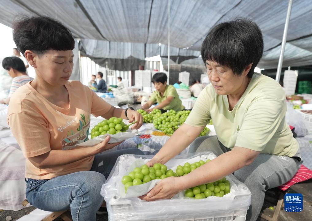 皇冠信用盘源码